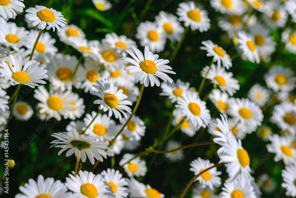 Fototapeta premium Selective focus daisy flowers - wild chamomile. Green grass and chamomiles in the nature