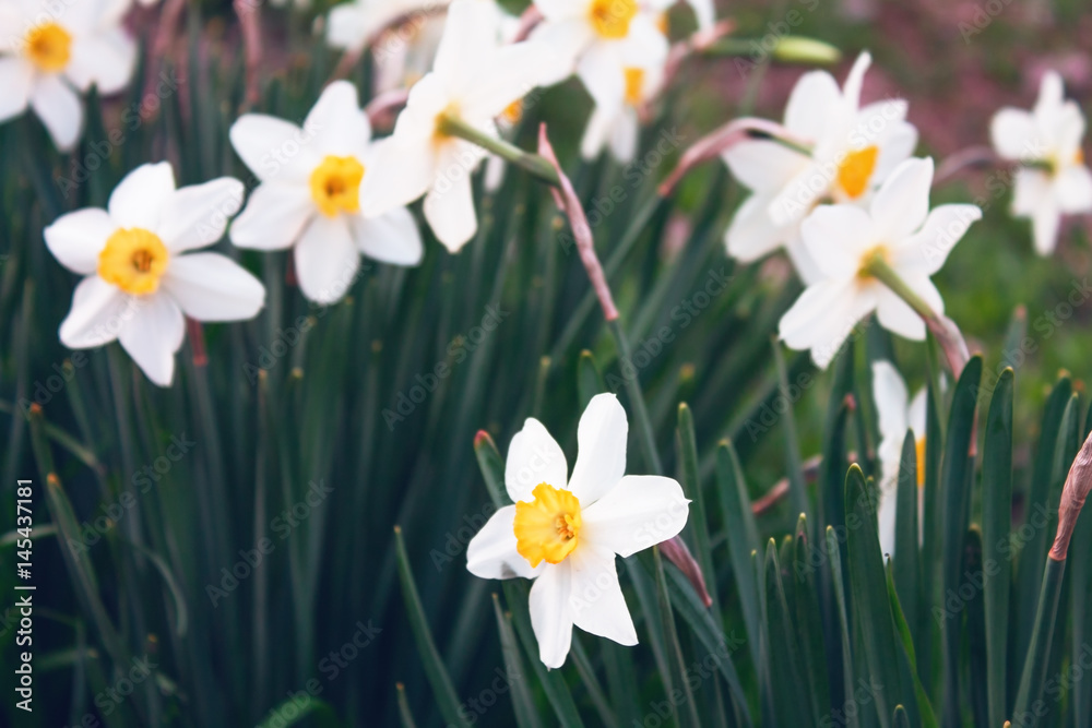 Flowers Flowers
