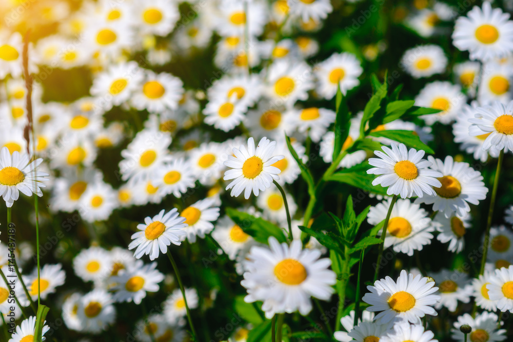 Selective focus daisy flowers - wild chamomile. Green grass and chamomiles in the nature Selective focus daisy flowers - wild chamomile. Green grass and chamomiles in the nature