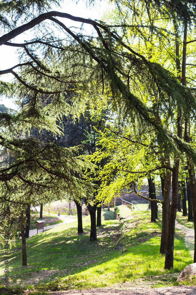 trees in urban garden in Verona city in spring