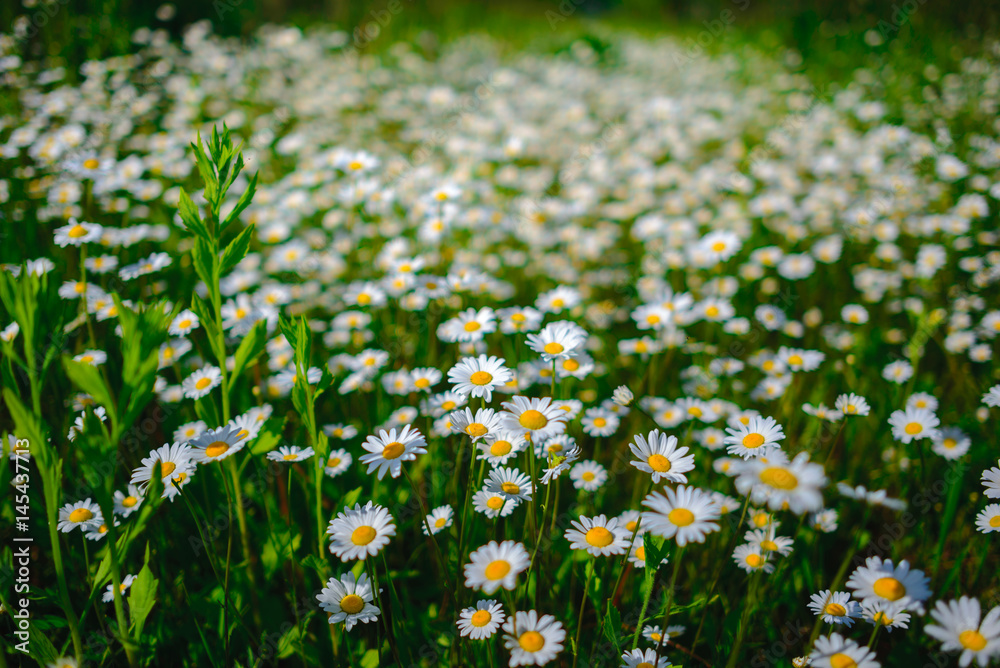 Fototapeta premium Selective focus daisy flowers - wild chamomile. Green grass and chamomiles in the nature