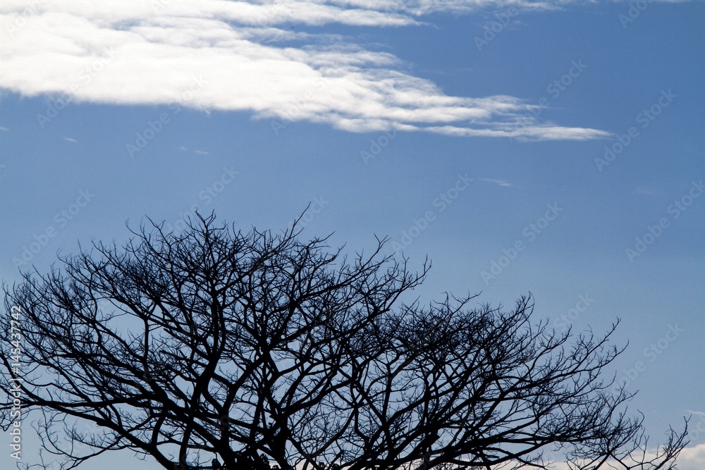 Silhouette leafless tree branches on blue sky with clouds background Silhouette leafless tree branches on blue sky with clouds background
