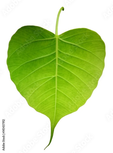 Green bothi leaf (Pho leaf, bo leaf) isolated on white background. photo