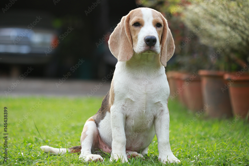 strong purebred beagle dog in action, strong male silver tri color beagle dog 