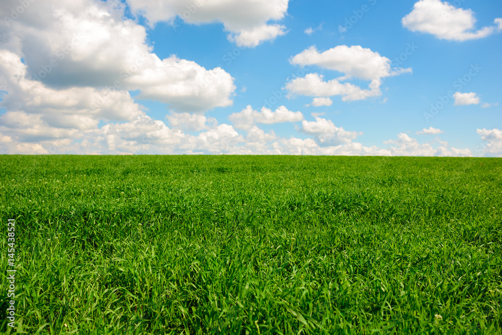Green grass and blue sky with white clouds Green grass and blue sky with white clouds