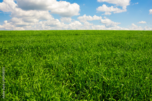 Billede på lærred Green grass and blue sky with white clouds