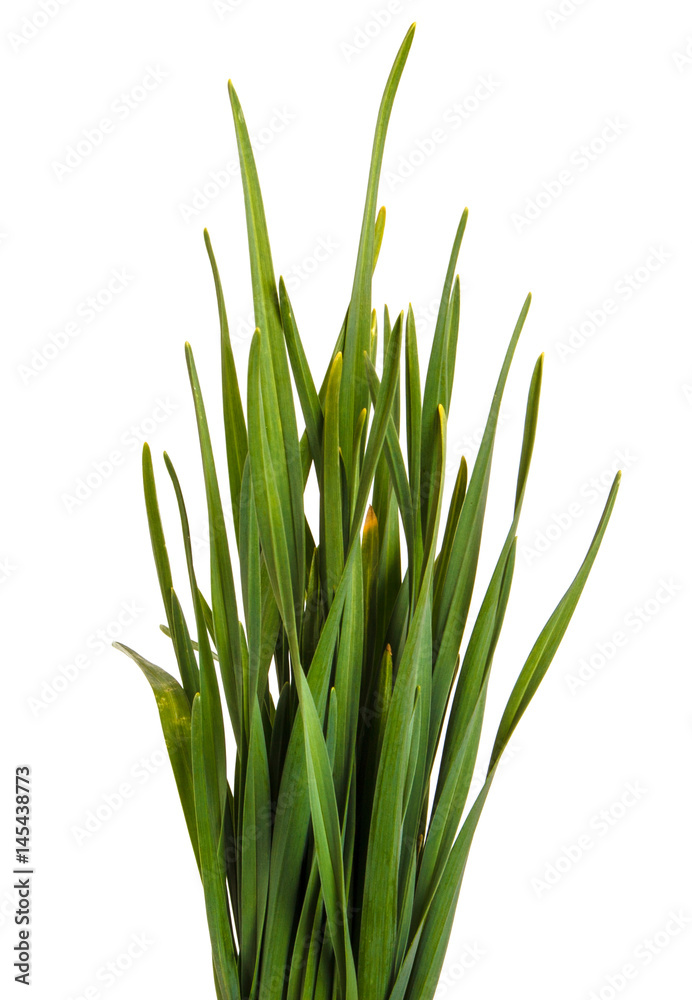 A bunch of green grass. Isolated on white background