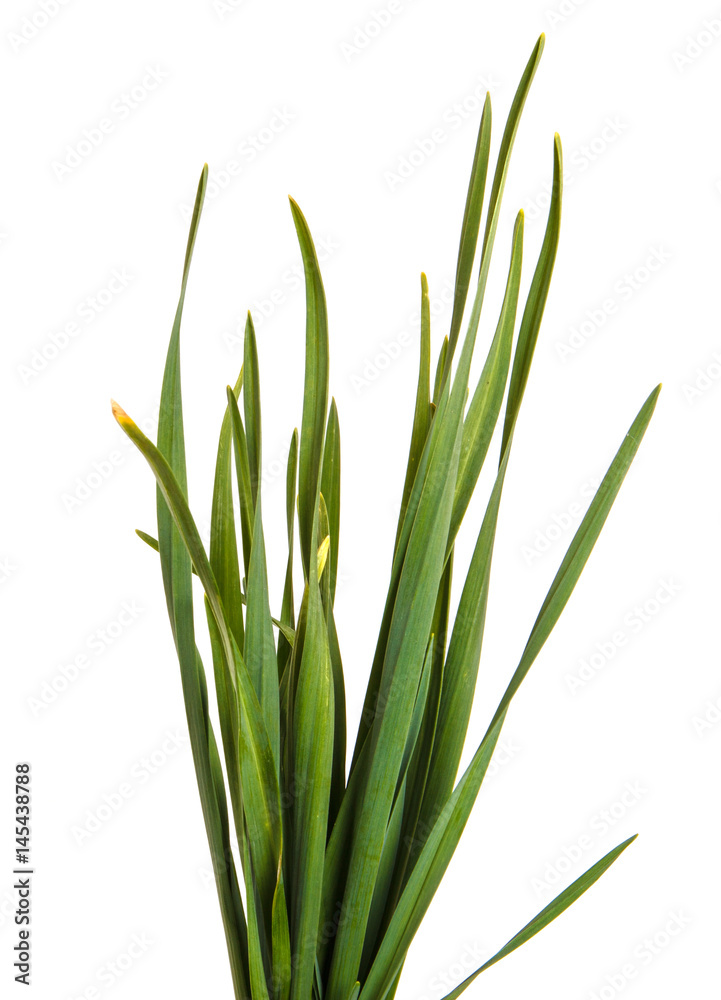 A bunch of green grass. Isolated on white background