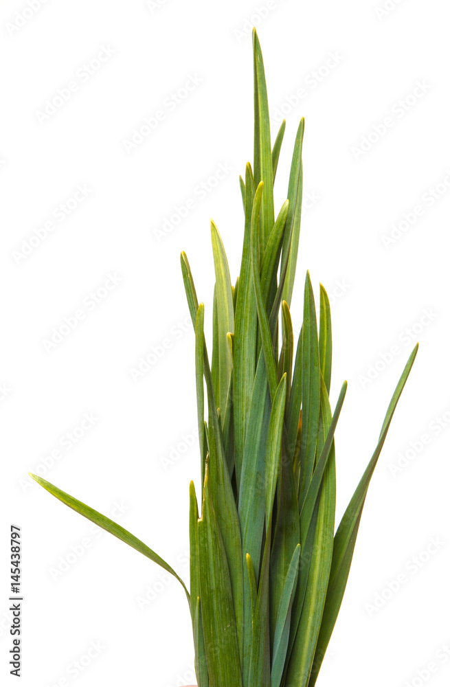 A bunch of green grass. Isolated on white background A bunch of green grass. Isolated on white background