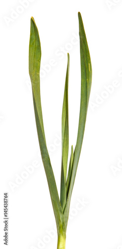 Green leaves of garlic. Isolated on white background