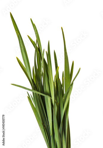 A bunch of green grass. Isolated on white background