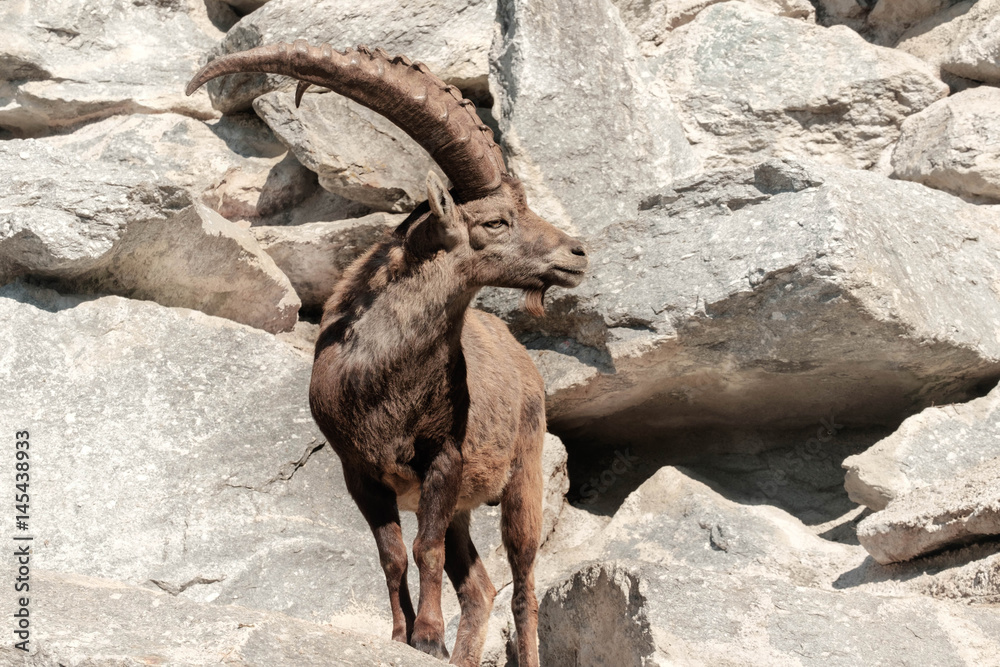 Alpensteinbock