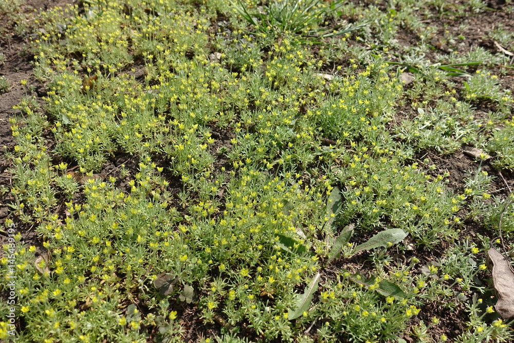 Lots of small Ceratocephala testiculata plants with dull yellow flowers Lots of small Ceratocephala testiculata plants with dull yellow flowers