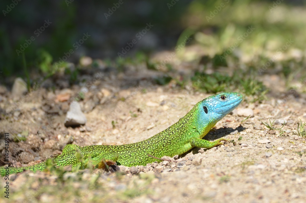 Lézard vert occidental (Lacerta bilineata) Lézard vert occidental (Lacerta bilineata)