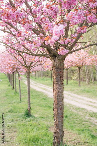 japanese cherry blossoms 