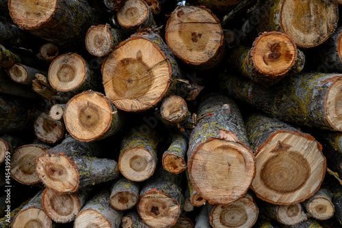 Stacked Wood Logs With Pine Trees