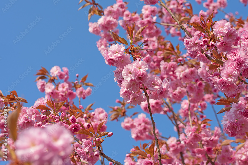 Japanische Zierkirsche, Prunus serrulata Japanische Zierkirsche, Prunus serrulata