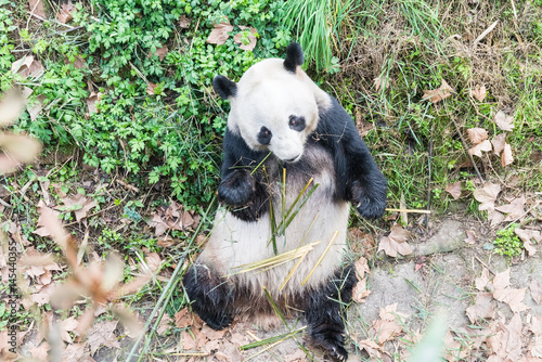 Fototapeta Naklejka Na Ścianę i Meble -  panda eating bamboo