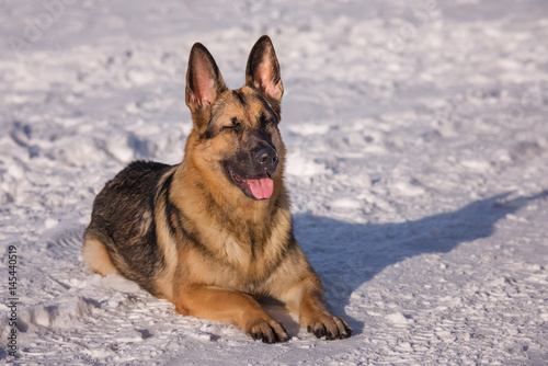 Alsatian dog on the frozen lake © zaktatyana