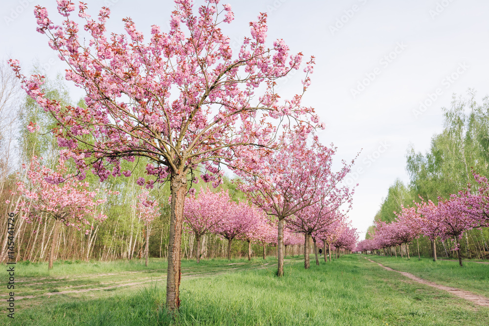 Naklejka premium japanese cherry blossoms 