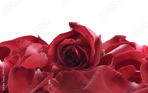 Beautiful rose petals on a white background