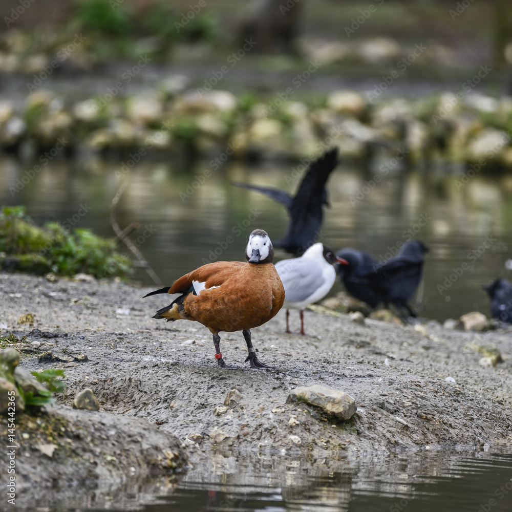 Beautiful portrait of South African Shelduck bird Tadorna Cana on water in Spring Beautiful portrait of South African Shelduck bird Tadorna Cana on water in Spring
