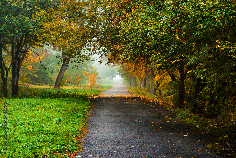 Road in autumn forest. Autumn landscape