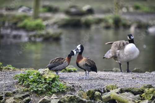 Beautiful mated pair of White Faced Whistling ducks preening each other in Spring