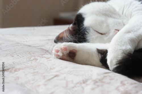 cats sleeping on bed © Полина Викторовна