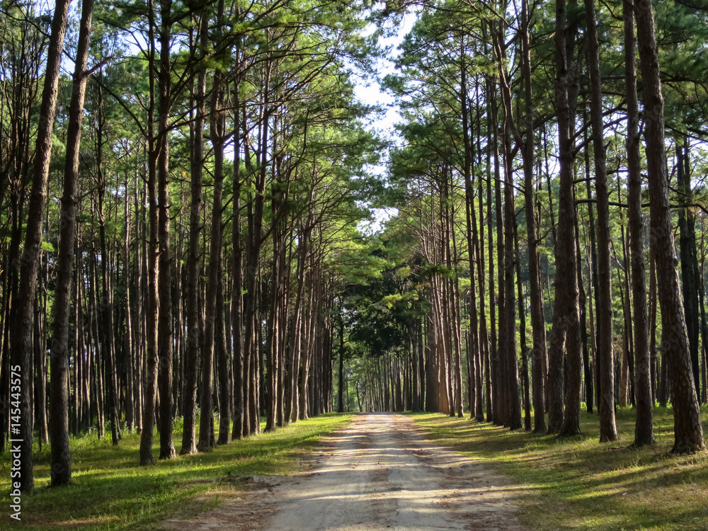 Obraz premium Pine tree row along natural roadway in the pleasant park, northern of Thailand