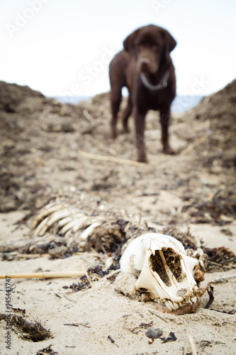 Brown labrador whatching dead seal photo