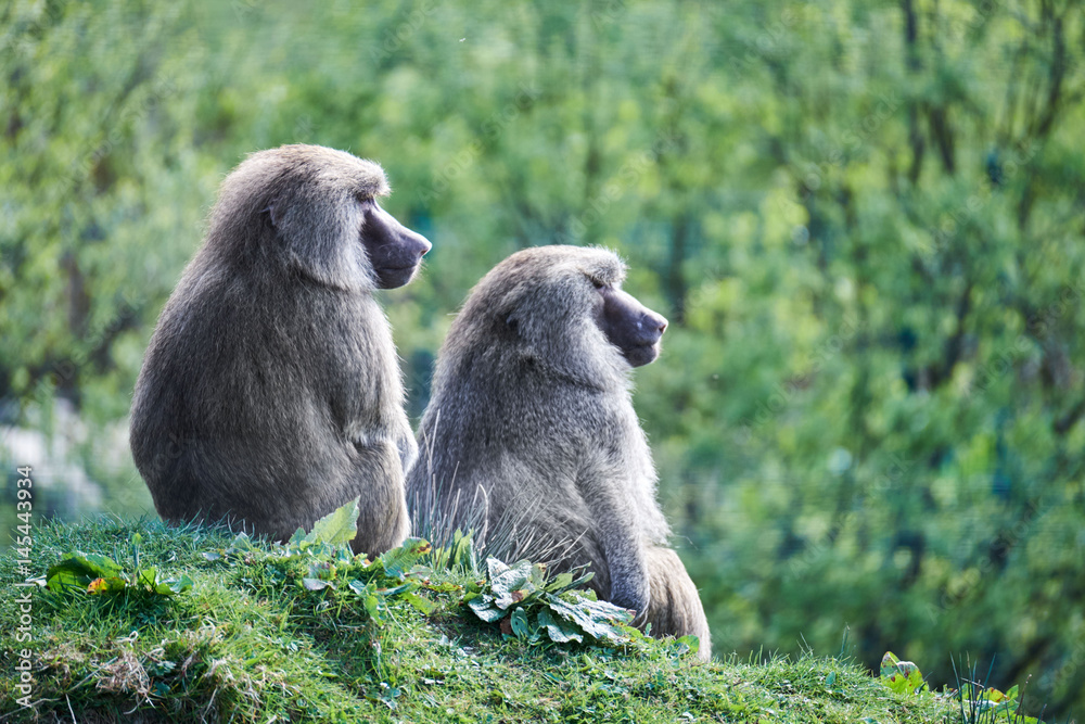 Obraz premium thoughtful baboons