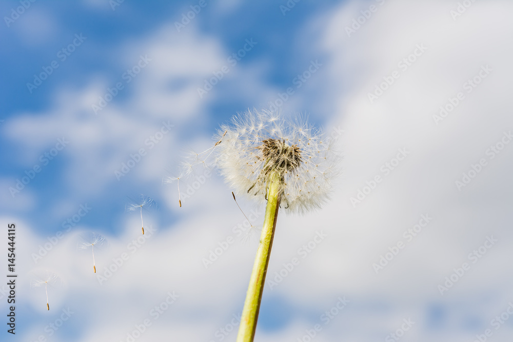 Löwenzahn - Pusteblume mit Blüten die Fliegen 