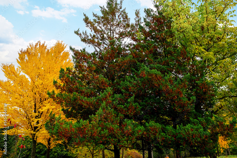 landscape in the park with autumn trees