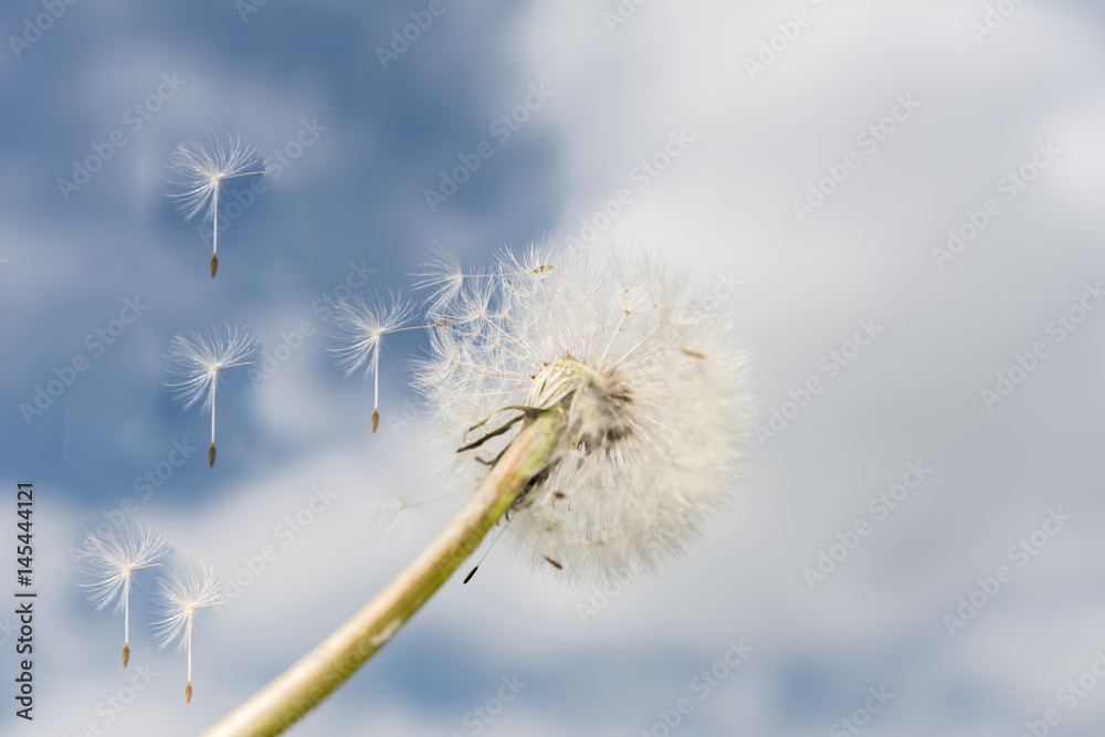 Obraz premium Fliegende Blüte der Pusteblume