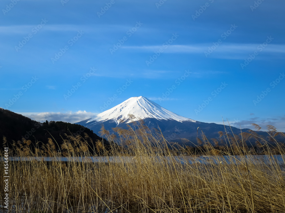 View of Fuji mountain with white snow top, dried grass flower foreground, kawaguchiko lake and blue sky background