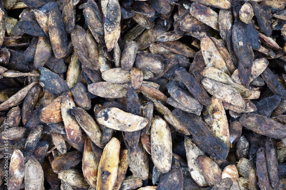 Detail pile of mango seeds rot for background