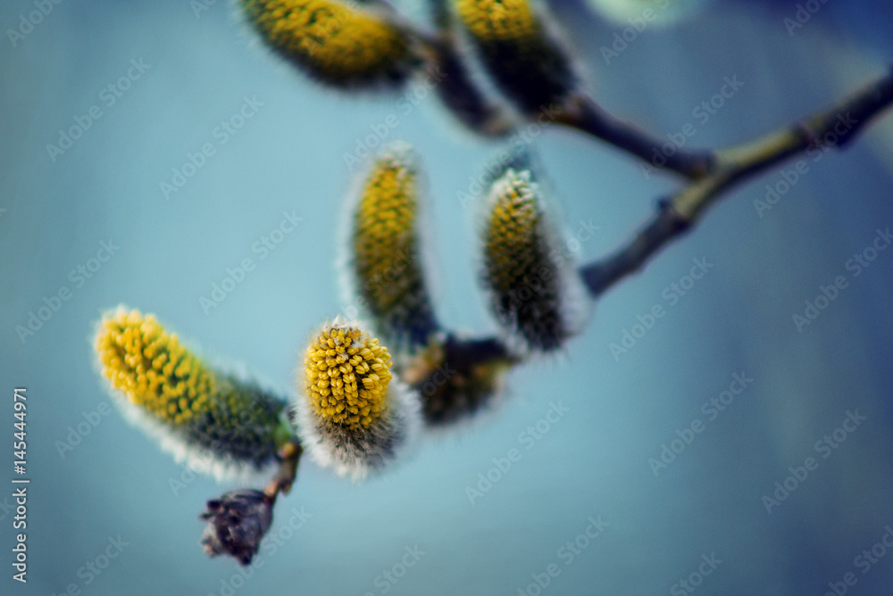 Spring season weeping willow on the blue background