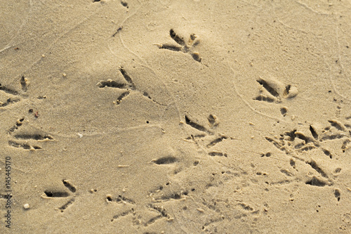 Footprints of birds on sand