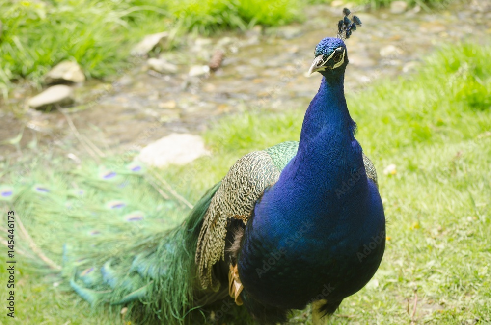 Obraz premium colorful peacock