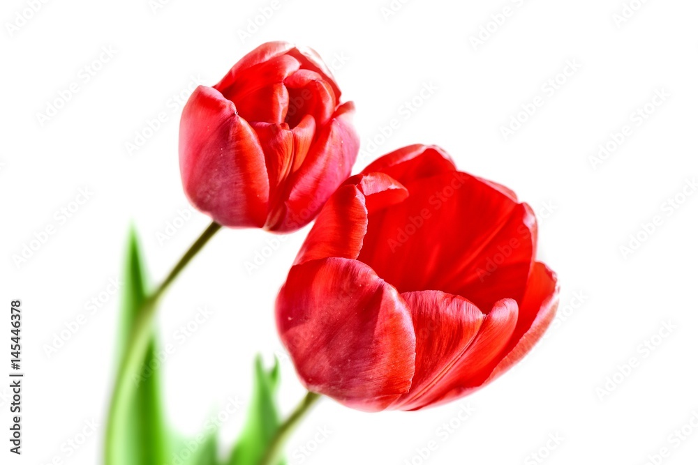 Naklejka premium Para czerwonych tulipanów na białym tle.