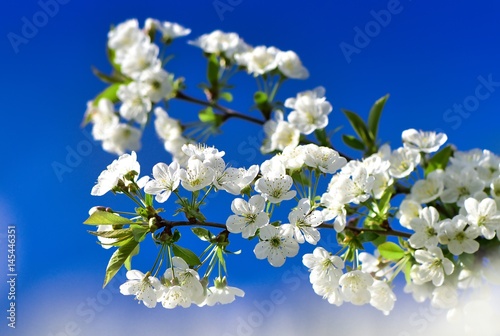 Kwitnące gałązki wiśni na tle błękitnego nieba
