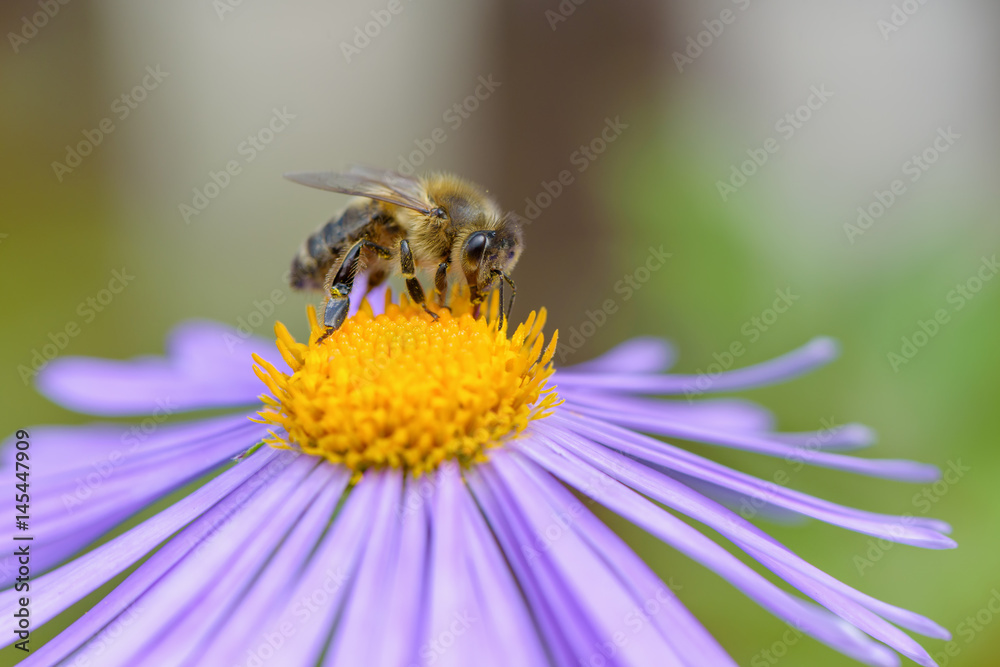 Honeybee on Aster flower 