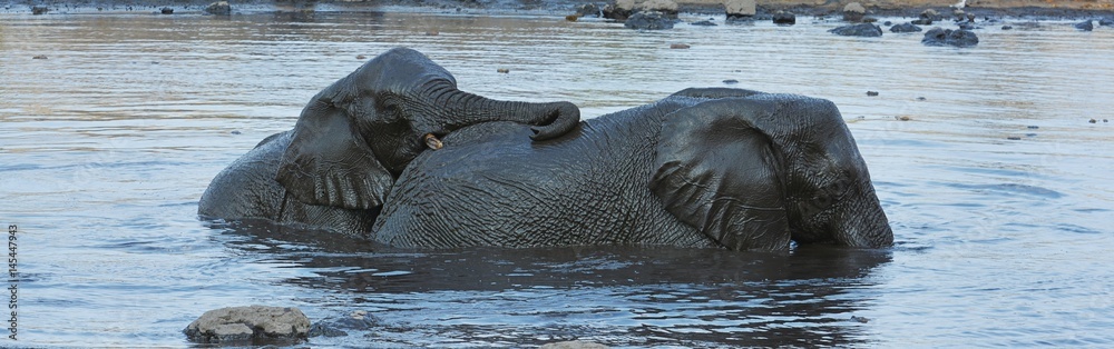 Elefanten baden im Wasserloch (Etosha Nationalpark)