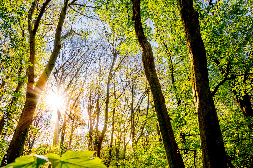 Fototapeta premium Frühling im Wald mit durch Bäume strahlender Sonne