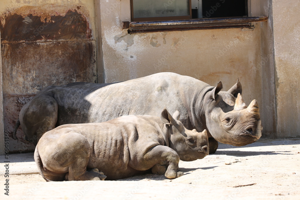 Fototapeta premium サイ