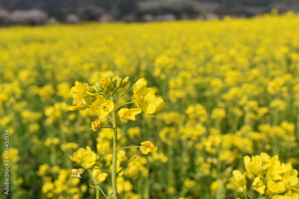 Obraz premium 菜の花畑