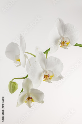 Fototapeta Naklejka Na Ścianę i Meble -  White orchid on white background.