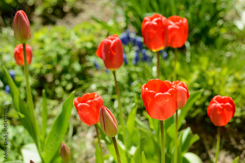 Tulip of red color
