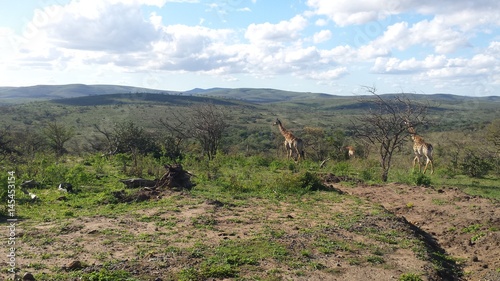 distant giraffes in south african savannah